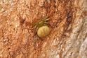 Diaea_pilula_D5538_D_88_Lake Broadwater_Australie